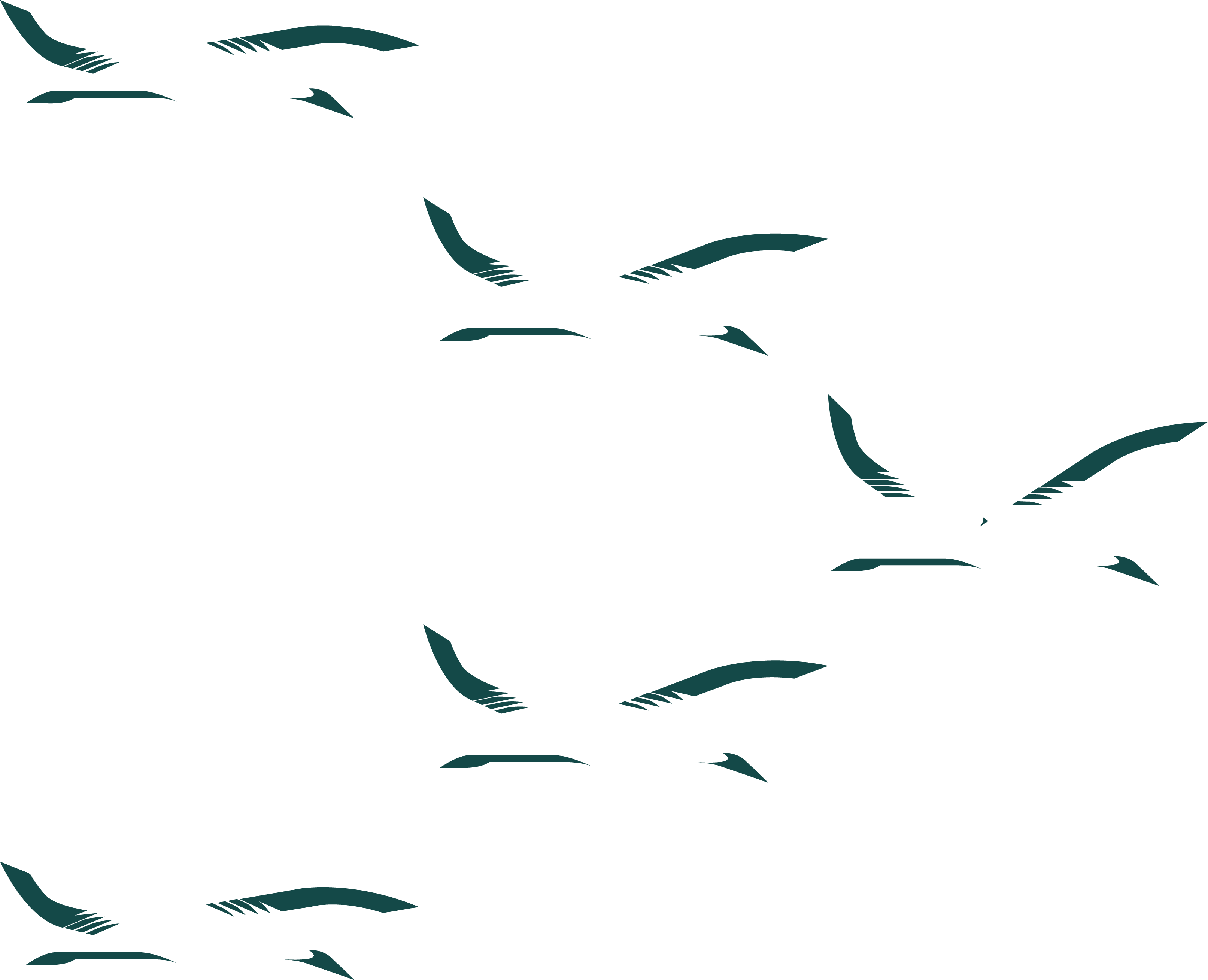 birds
