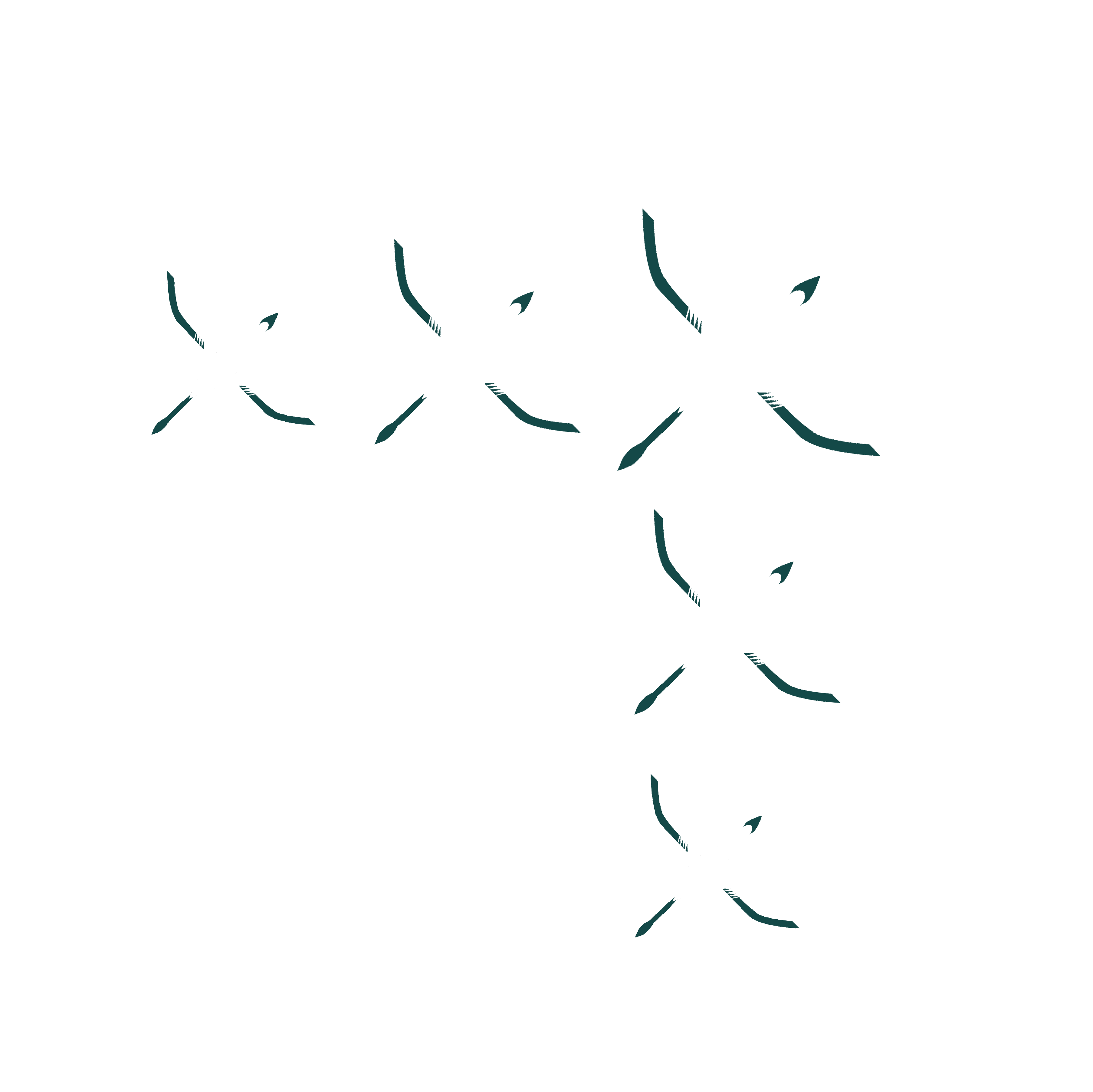 birds